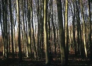 Autumnal Trees Drucke: Fagus sylvatica Beech Brown subject