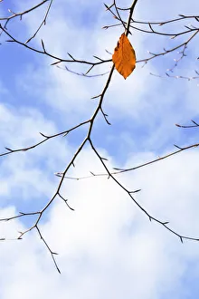 Fagus sylvatica Tanne braun subjekt