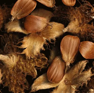 Fagus sylvatica Tanne braunes Thema