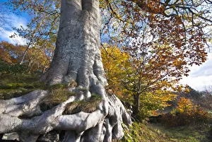 Fagus sylvatica Tanne braun Thema