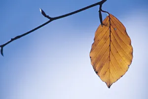 Fagus sylvatica Tanne Braun Thema Blau grün