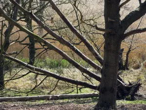 Fagus Sylvatica Details Drucke: Fagus sylvatica Beech Brown subject Brown b/g