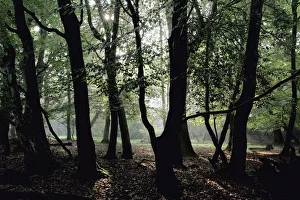 Fagus sylvatica Tanne Grün Thema