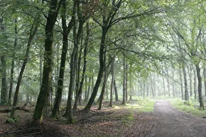 Fagus sylvatica Tanne Grüne Subjekt