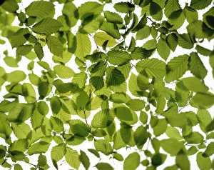 Bilder Datiert 2008 August: Fagus sylvatica Tanne Grüne Subjekt