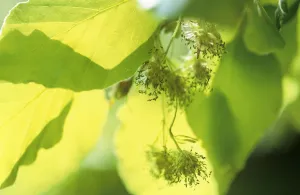 Fagus sylvatica Tanne Grüner Zweig