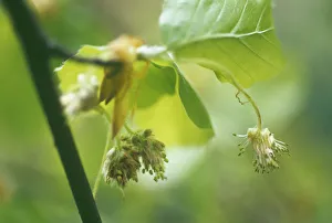 Fagus Sylvatica Photography Drucke: Fagus sylvatica Beech Green subject