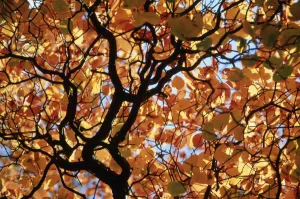 Beech Tree Leaves Drucke: Fagus sylvatica Beech Orange subject