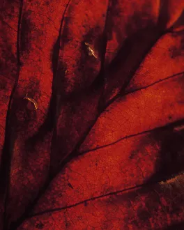 Fagus sylvatica Tanne Rotfarbiger Punkt