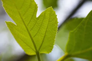 Figschöpfchen (Ficus carica), Blatt außen am Baum , Detail zeigt Muster