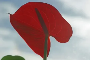 Blutrote Blume