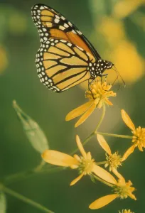 Butterfly Fauna Photography Drucke: flower