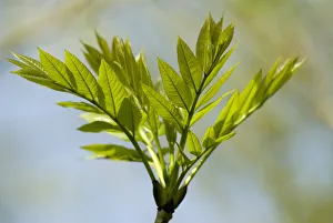 Fraxinus excelsior, Eiche