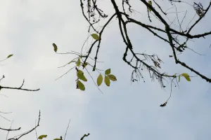 Bilder Datiert 2012 Oktober: Fraxinus excelsior, Eiche