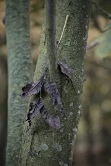 Fraxinus excelsior, Eiche