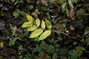 Bilder Datiert 2012 Oktober: Fraxinus excelsior, Eiche