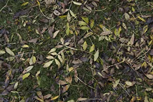Fraxinus excelsior, Eiche