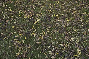 Bilder Datiert 2012 Oktober: Fraxinus excelsior, Eiche