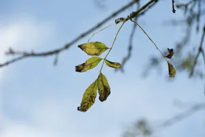Fraxinus excelsior, Eiche