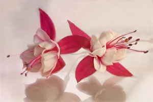 Fuchsia Flowers Drucke: Fuchsia