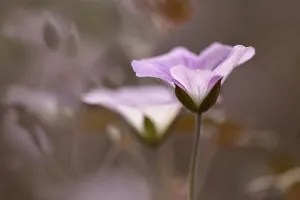 Perennial Garden Plants Drucke: Geranium, Geranium Dusky Rose