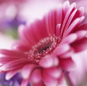 Pink Gerbera Flower Drucke: Gerbera