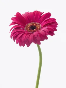 Bright Light Photography Drucke: gerbera explorer, gerbera