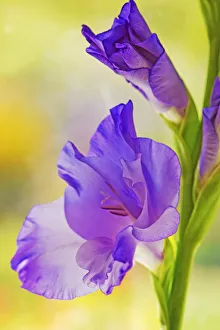 gladiolus