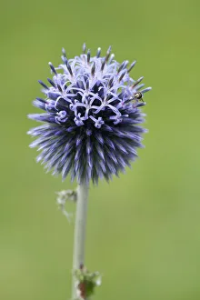Bilder Datiert 2013 April: Globus Distel Echinops Bannaticus Blauer Globus