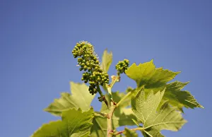 Traube, Vitis vinifera