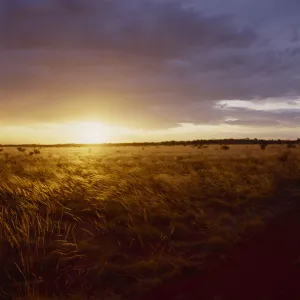 Colourful Nature Scenery Drucke: grassland, grass