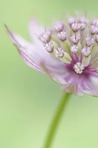 Delicate Pink Flowers Drucke: green pink soft delicate detail