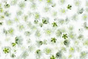 gypsophila