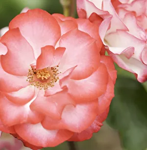 Frost Hardy Plants Drucke: Hannah Gordon