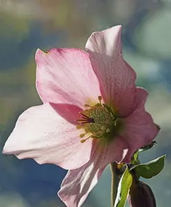 Close Up Botany Drucke: Hellebore 1