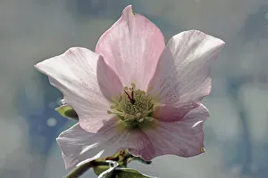 Frost Hardy Flowers Drucke: Hellebore