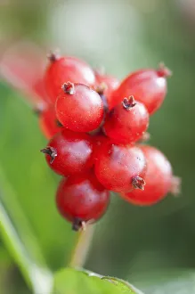 Honeysuckle-Beeren