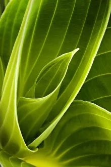 Hosta Leaves Drucke: Hosta leaves-0038