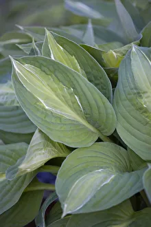 Hosta Strip Tease