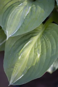 Hosta Strip Tease