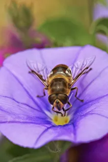Hoverfly On Flower Drucke: Hoverfly on Convolvulus Sabatius