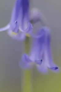 Bluebell Flowers Drucke: hyacinthoides non-scripta, bluebell, english bluebell