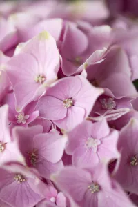 Pink Hydrangea Flowers Drucke: Hydrangea cultivar Hydrangea Pink subject