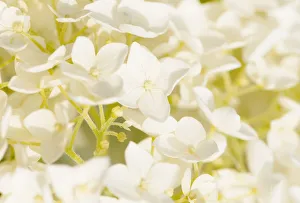 Hydrangée, Hydrangée arborescens Annabelle, Naher Ansicht der vielen kleinen Blüten die