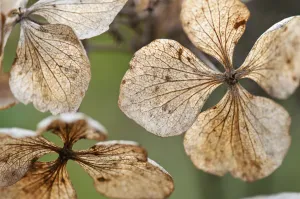Lacecap Hydrangea Images Drucke: hydrangea, hydrangea macrophylla mariesii perfecta