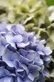 Hydrangea Macrophylla Drucke: Hydrangea, Lacecap hydrangea, Hydrangea, Hydrangea macrophylla Amethyst