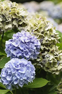 Hydrangée, Schmetterlingsblume-Hydrangie, Hydrangie , Hydrangia macrophylla Violett