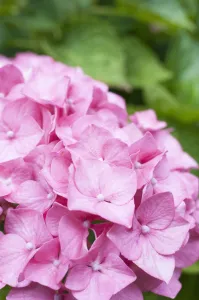 Botanical Close Ups Drucke: hydrangea macrophylla benelux