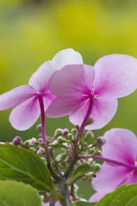 Pastel Coloured Flowers Drucke: hydrangea macrophylla, hydrangea, lacecap hydrangea