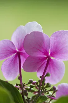 Hydrangena makrophyllas, Hydrangena, Seerosen-Hydranga